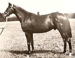 Bois Roussel   - French Stallion